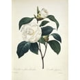 thumbnail image 1 of Camellia Japonica, Camellia Poster Print By Mary Evans Natural History Museum (18 X 24), 1 of 3