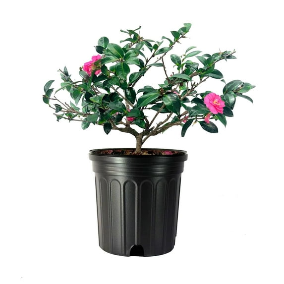 Camellia Japonica Laura Walker I 1 Extra Large 3 Gallon Plant I Red & White Variegated Leaf Deep Red & White Striped Blooms, Live Plant for Home & Garden