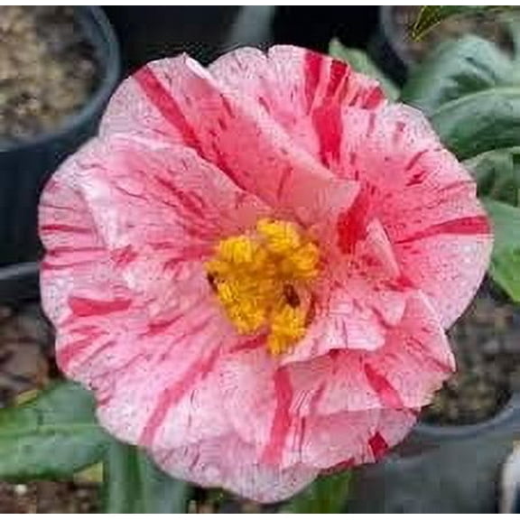 Camellia Japonica Rebel Yell I 2 Extra Large 3 Gallon Plants I White and Pink Stripe Flowering Lush Pink Blooms, Live Plant for Gardens & Patios
