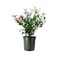 thumbnail image 1 of Camellia Sasanqua Kaniiro I 1 Extra Large 3 Gallon Plant  Pink Flowering Vibrant Blooming Shrub, Live Plant for Garden, Landscape & Home Decor, Hardy Evergreen Ornamental Flowering Bush, 1 of 9