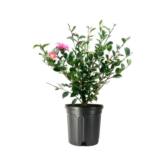 Camellia Sasanqua Kaniiro I 1 Extra Large 3 Gallon Plant  Pink Flowering Vibrant Blooming Shrub, Live Plant for Garden, Landscape & Home Decor, Hardy Evergreen Ornamental Flowering Bush