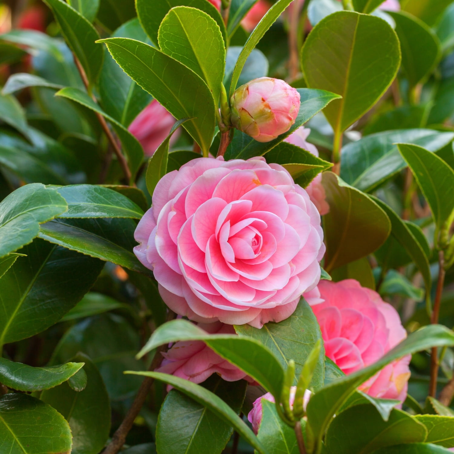 Camellia Sasanqua 'Shi Shi Gashira' Live Shrub with Part Sun