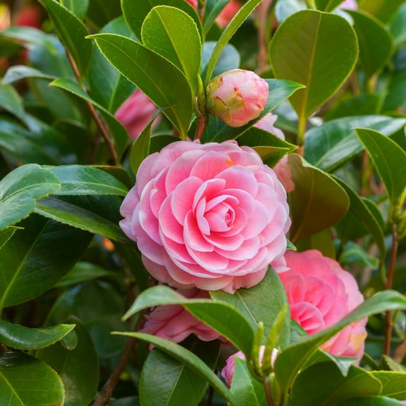 National Plant Network Camellia Sasanqua 'Shi Shi Gashira' Live Shrub with Part Sun