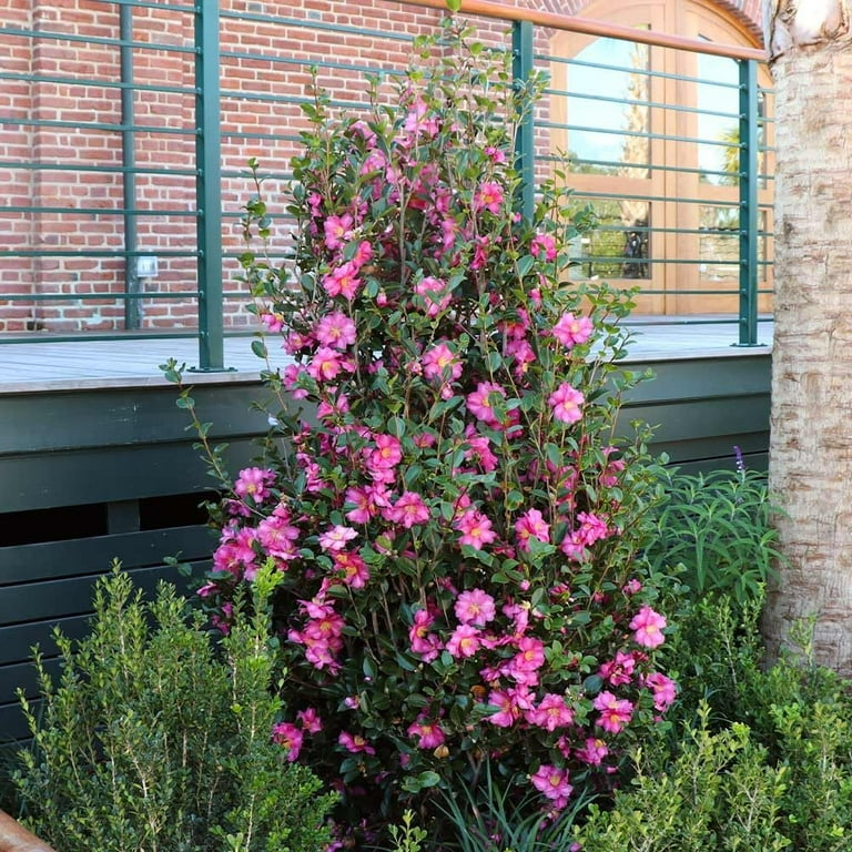 唾奇 Tシャツ XL Camellia hito Florida Foliage Camellia Sasanqua Shi-Shi, 2 Extra Large 3