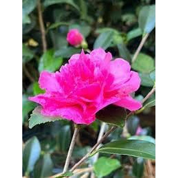 Camellia Sasanqua Sparkling Burgundy I 1 Extra Large 3 Gallon Plant I Pink Flowering Radiant Deep Red Blooms, Live Plant for Gardens & Patios, Elegant Ornamental Shrub