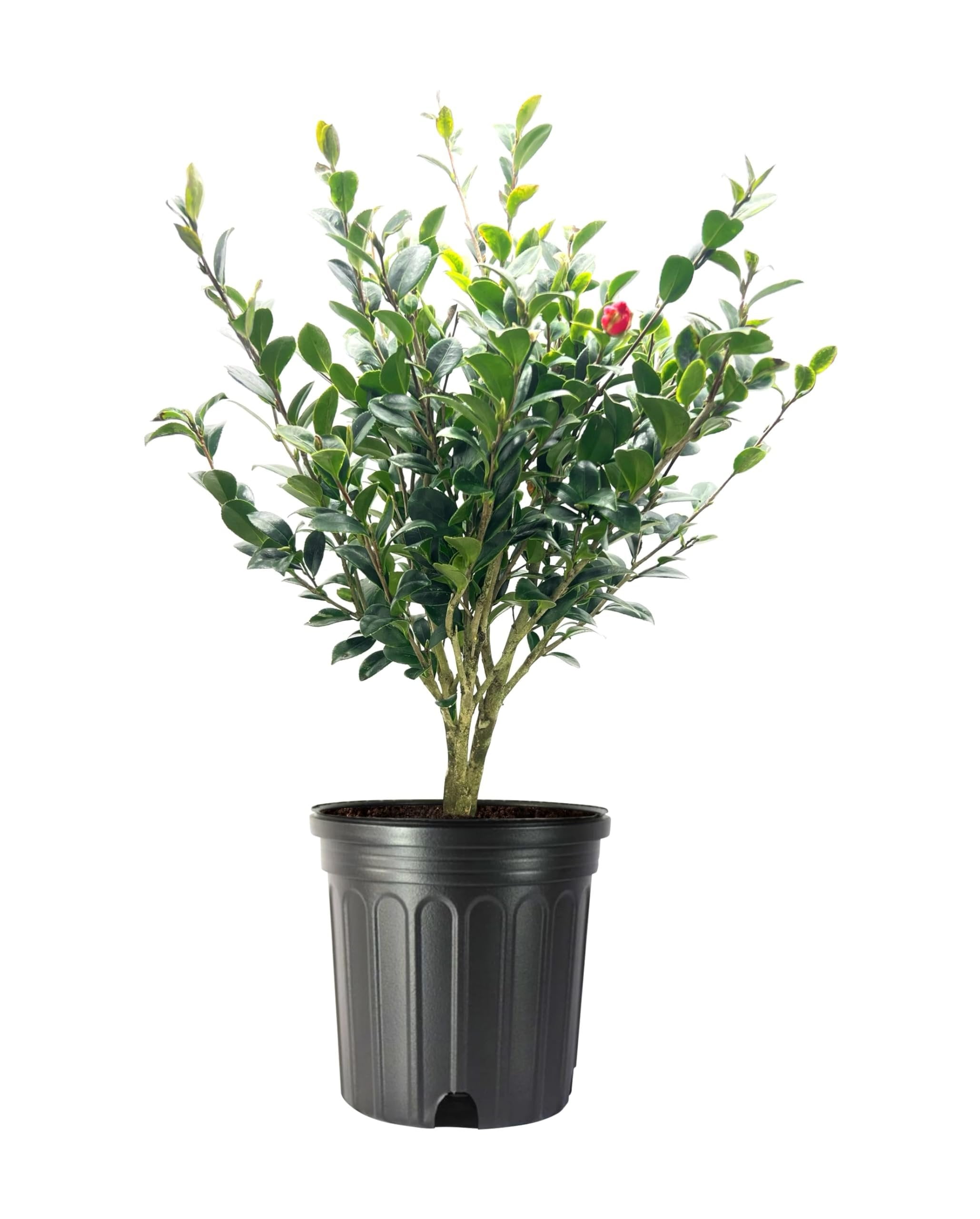 Camellia Sasanqua Yuletide I 1 Extra Large 3 Gallon Plant I Red Flowering Bright Red Winter Blooms, Live Plant for Indoor & Outdoor Gardens