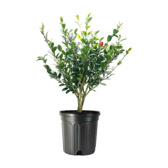 Camellia Sasanqua Yuletide I 2 Extra Large 3 Gallon Plants I Red Flowering Bright Red Winter Blooms, Live Plant for Indoor & Outdoor Gardens