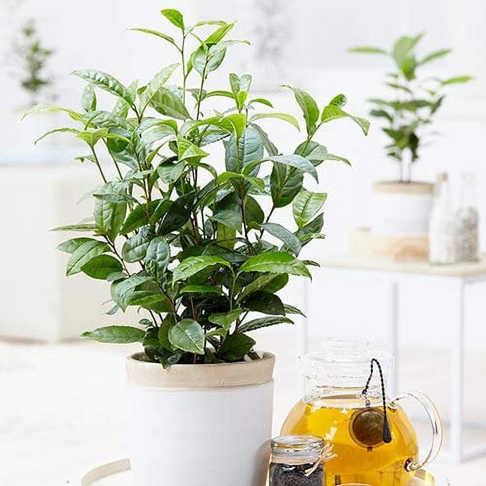 Camellia Sinensis - 6 Inch Container - Large & Beautiful Live Tea Plant ...