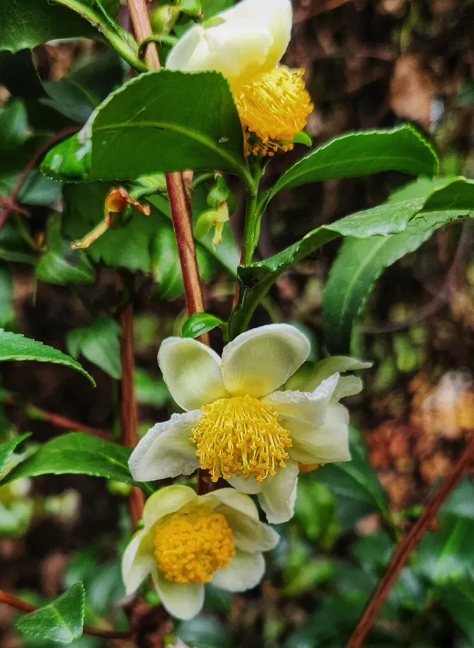 Camellia Sinensis Live Tea Plant 4-8 Inch Tall, Green Tea Starter Plant, Evergreen Herbal Plant for Indoor & Outdoor Garden