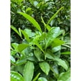 Camellia Sinensis Russian Sochi Tea Plant 6 Fresh Cuttings Cold Hardy