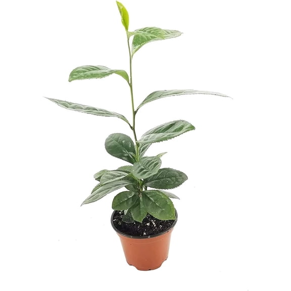 Camellia Sinensis Tea Plants 3 Live 4 Inch Pots Camellia Sinensis Grow & Brew Your Own Tea Perfect for Home Gardens