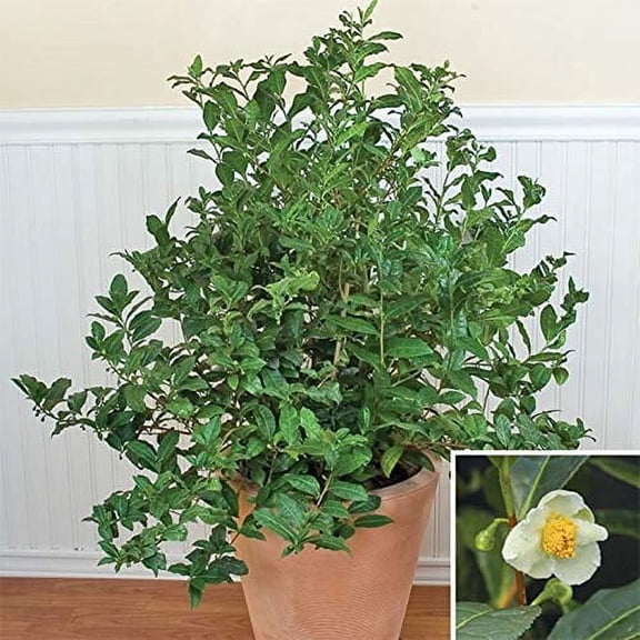 Camellia sinensis 10 Seeds Tea Plant Seeds