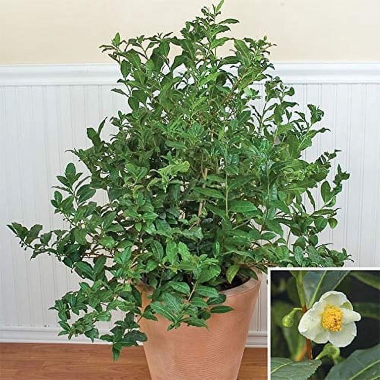 1 quart plant pot 1 Gallon Plastic Plant Pots - 25 COUNT