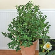 Camellia sinensis 10 Seeds Tea Plant Seeds