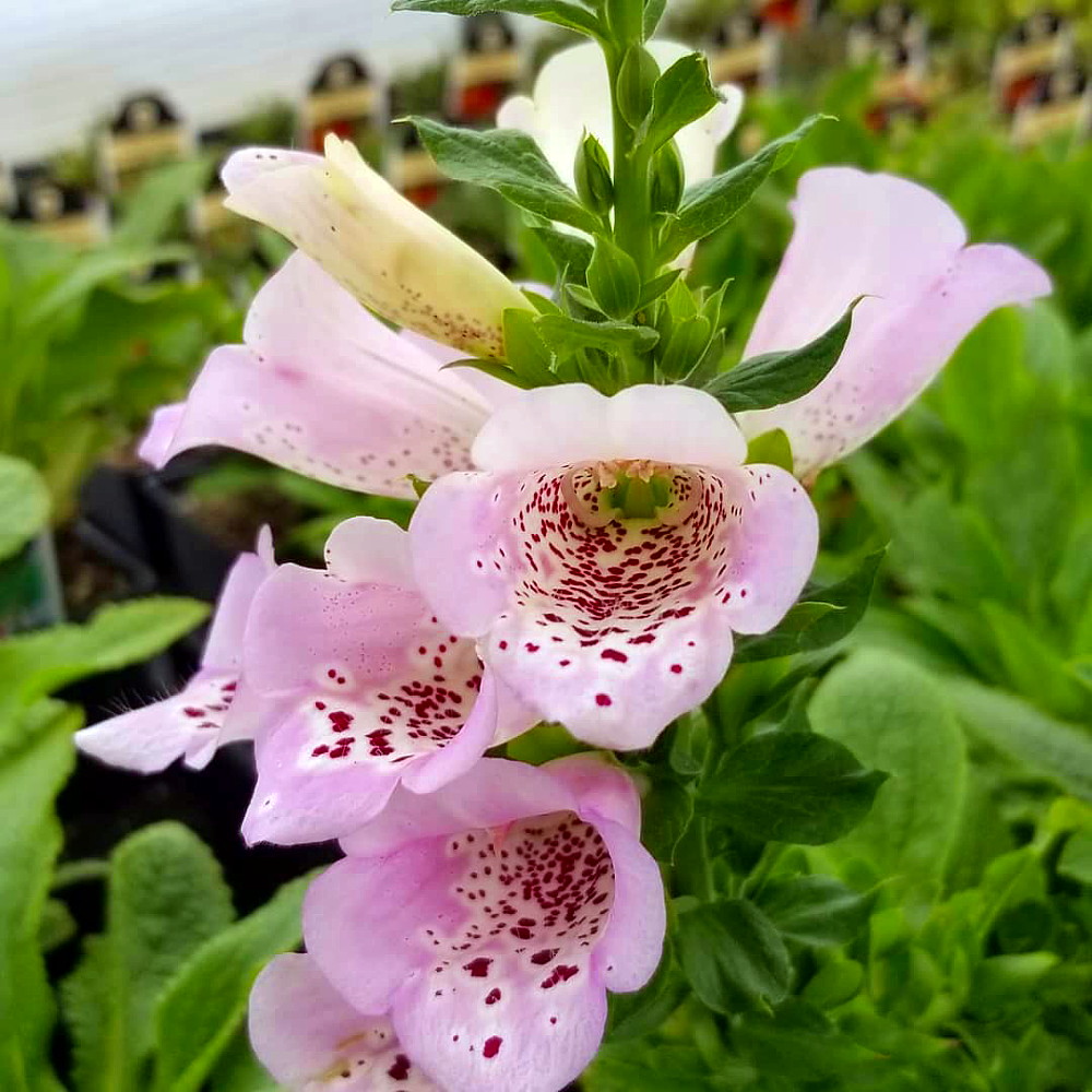 Camelot Lavender Foxglove - Digitalis - Hardy Perennial - Quart Pot 