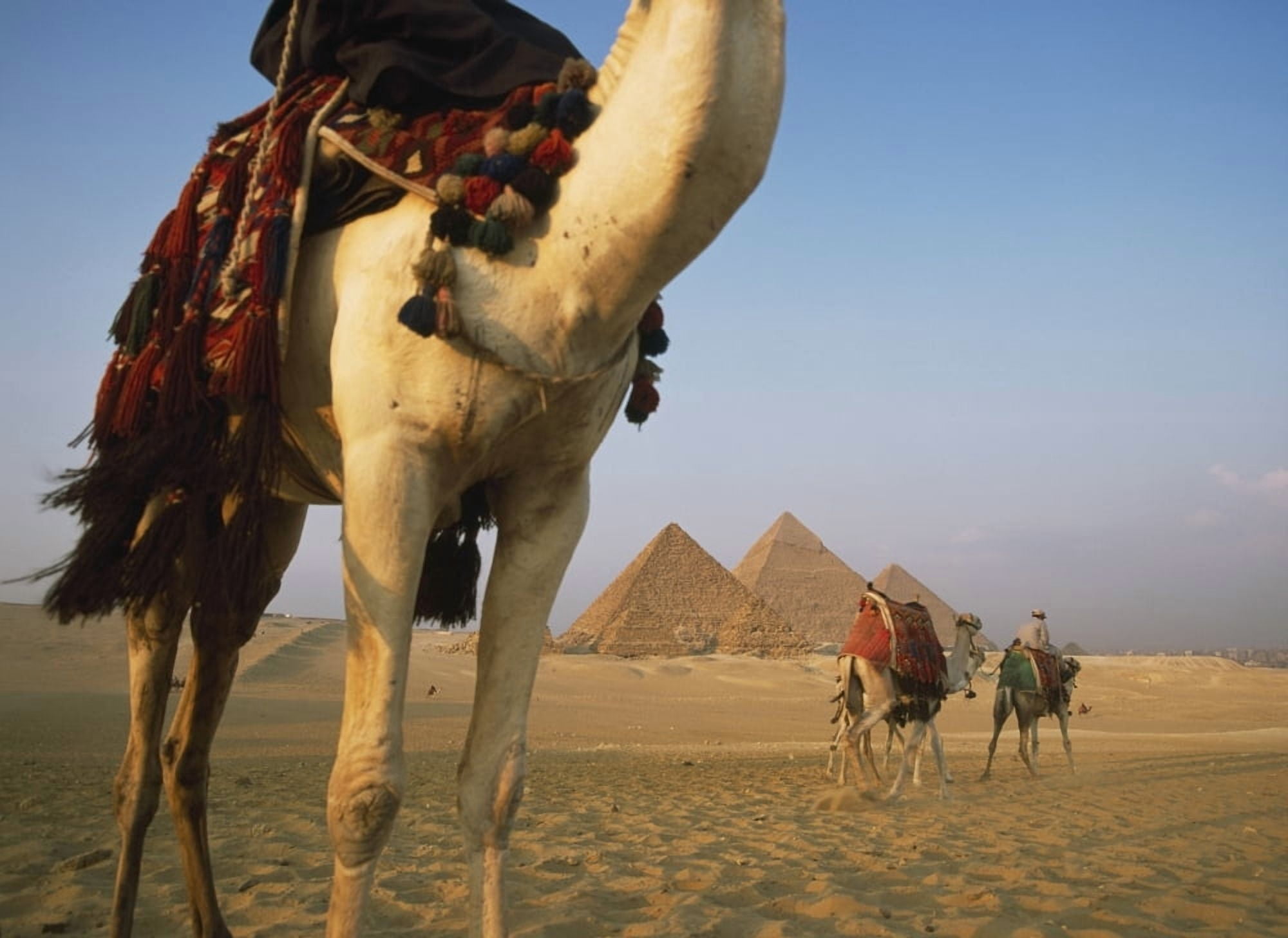 Camels And Great Pyramids Of Giza Canvas Art - Ian Cumming Design Pics (36 x 26)
