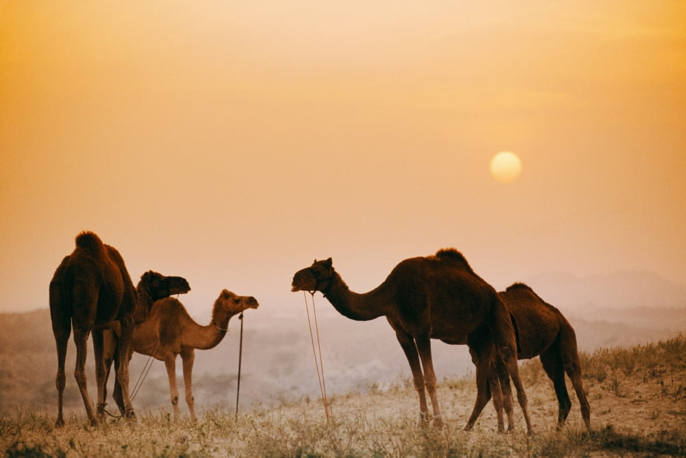 Camels At The Pushkar Camel Fair India Canvas Art - Bilderbuch Design Pics (36 x 24)
