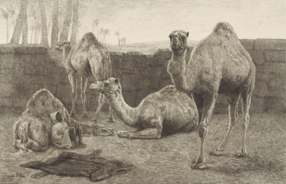Camels Canvas Art -  (36 x 24)