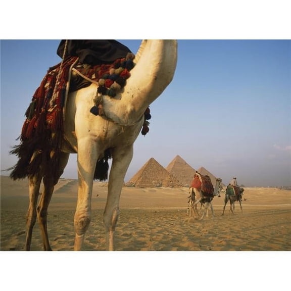 Camels & Great Pyramids of Giza Poster Print