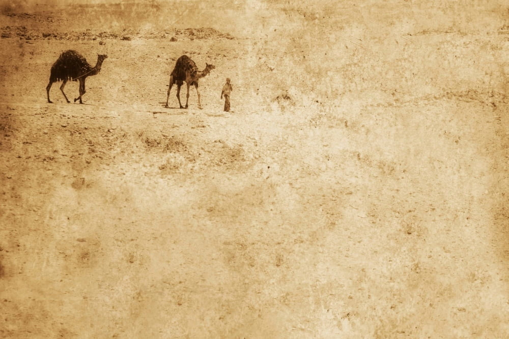 Camels In The Desert Canvas Art - Chris and Kate Knorr Design Pics (36 x 24)