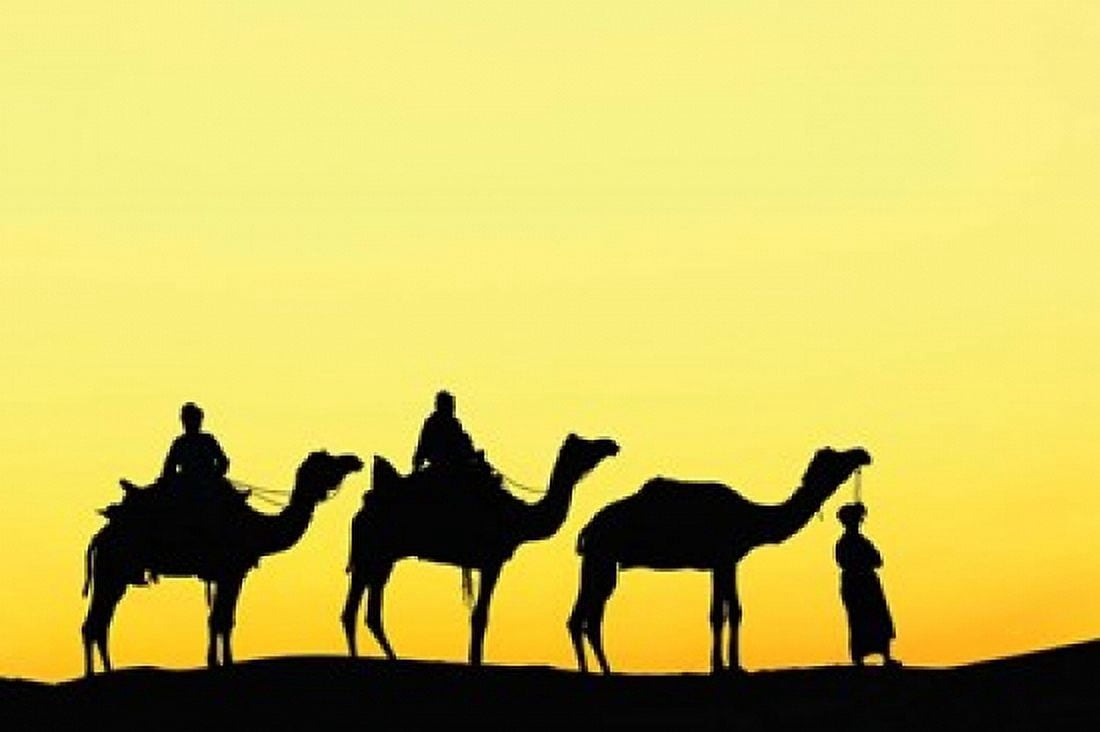 Camels and driver at sunset Thar Desert Jodhpur India Canvas Art - Adam Jones DanitaDelimont (35 x 23)