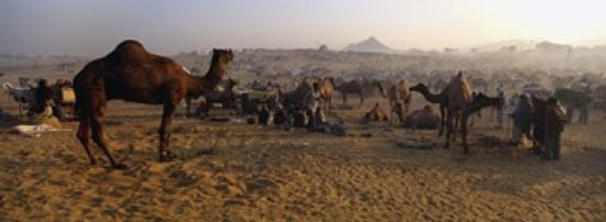 Camels in a fair Pushkar Camel Fair Pushkar Rajasthan India Canvas Art - Panoramic Images (36 x 13)