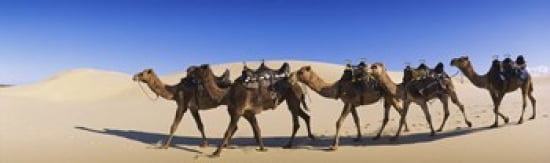 Camels walking in the desert Canvas Art - Panoramic Images (38 x 12)