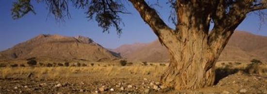 Camelthorn tree (Acacia erioloba) with mountains in the background Brandberg Mountains Damaraland Namib Desert Namibia Canvas Art - Panoramic Images (36 x 13)