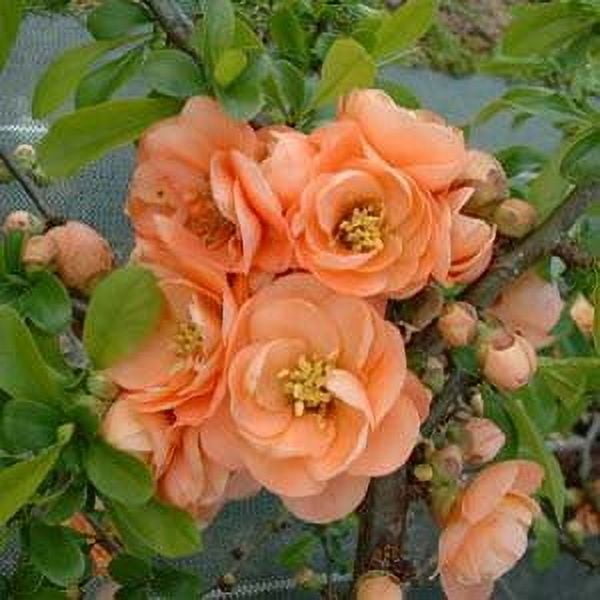 Cameo Flowering Quince ( chaenomeles ) - Live Plant ( 1 QT ) - Full Sun - Late Winter Blooms