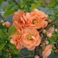 thumbnail image 1 of Cameo Flowering Quince ( chaenomeles ) - Live Plant ( 1 QT ) - Full Sun - Late Winter Blooms, 1 of 6