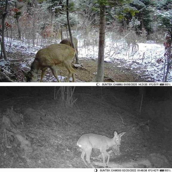 Camera 1080P Camera IP65 2.0in Wildlife Camera With 0.45S Time For Outdoor