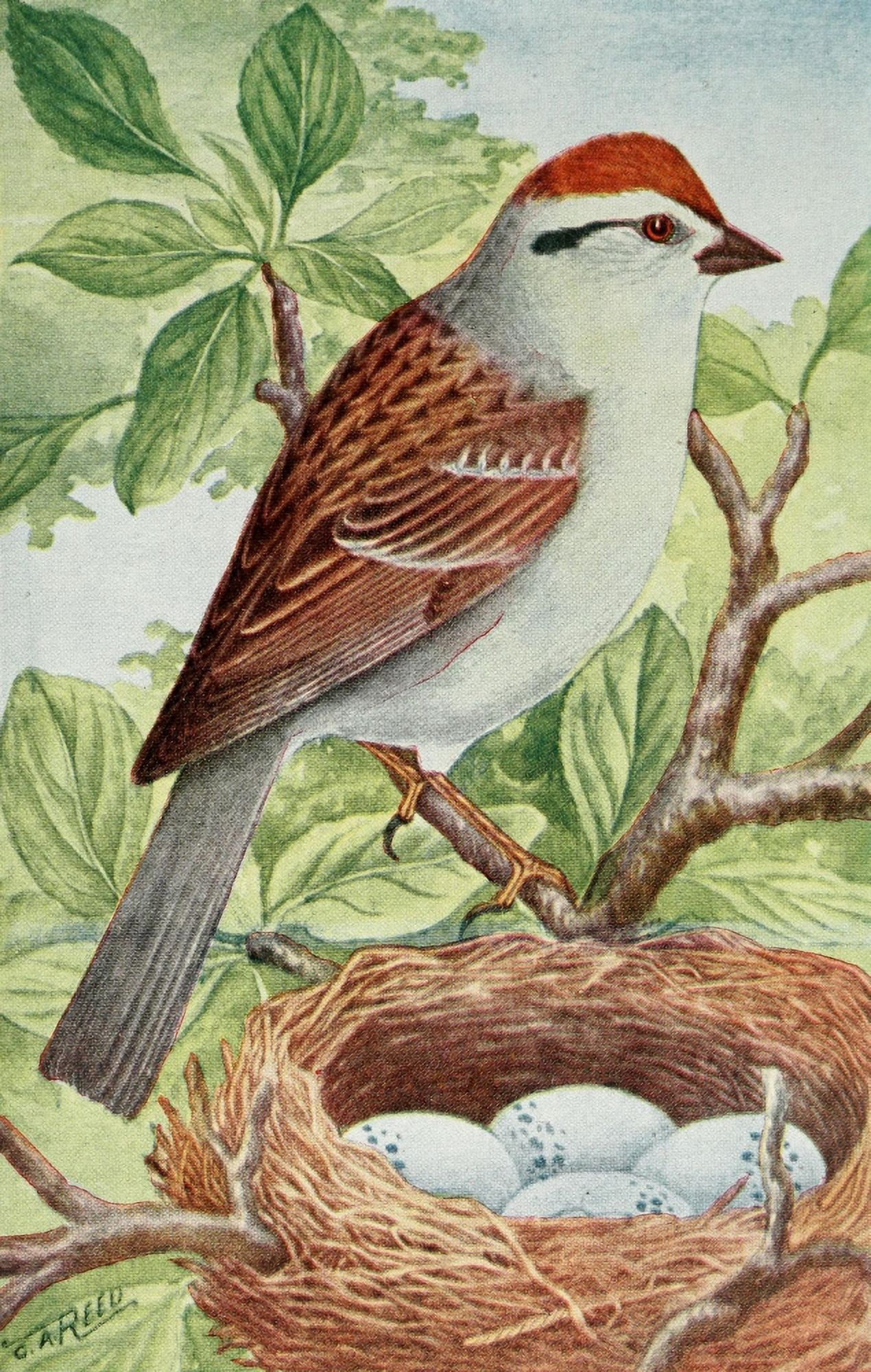 Camera Studies of Wild Birds 1911 Chipping Sparrow Canvas Art - C Reed (18 x 24)