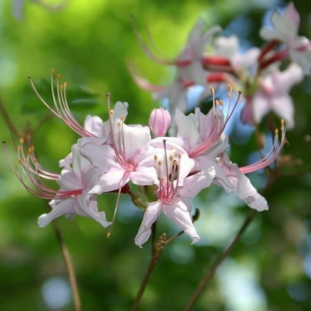 Camilla's Blush Native Azalea - Rhododendron 'Camilla's Blush'