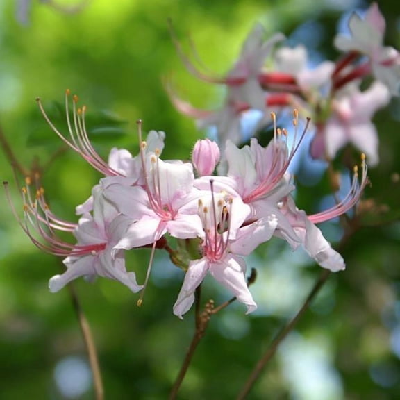 Camilla's Blush Native Azalea - Rhododendron 'Camilla's Blush'