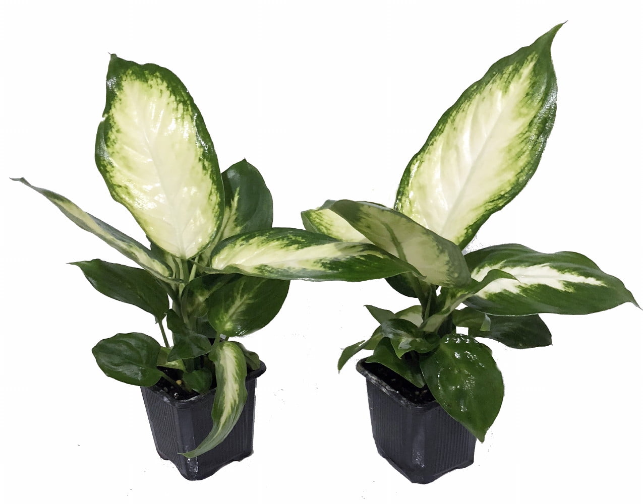 HIRT'S GARDENS Camille Dieffenbachia - Very Durable - 2 Plants in 3" Pots