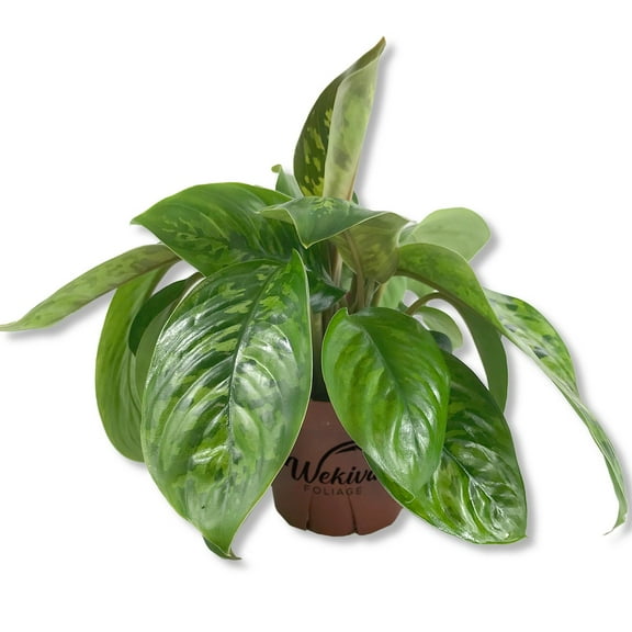Camouflage Homalomena - Live Plant in a 4 Inch Nursery Pot - Homalomena 'Camouflage' - Extremely Rare Indoor Houseplant - Nature's Green Masterpiece