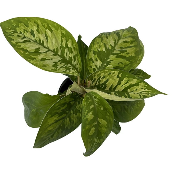Camouflage Queen of Hearts Plant - Homalomena wallisii - 4" Pot