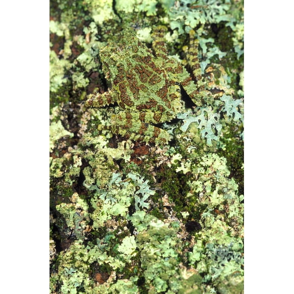 Camouflaged Vietnamese Mossy Tree Frog Canvas Art - John Pitcher Design Pics (22 x 34)