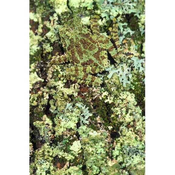Camouflaged Vietnamese Mossy Tree Frog Poster Print