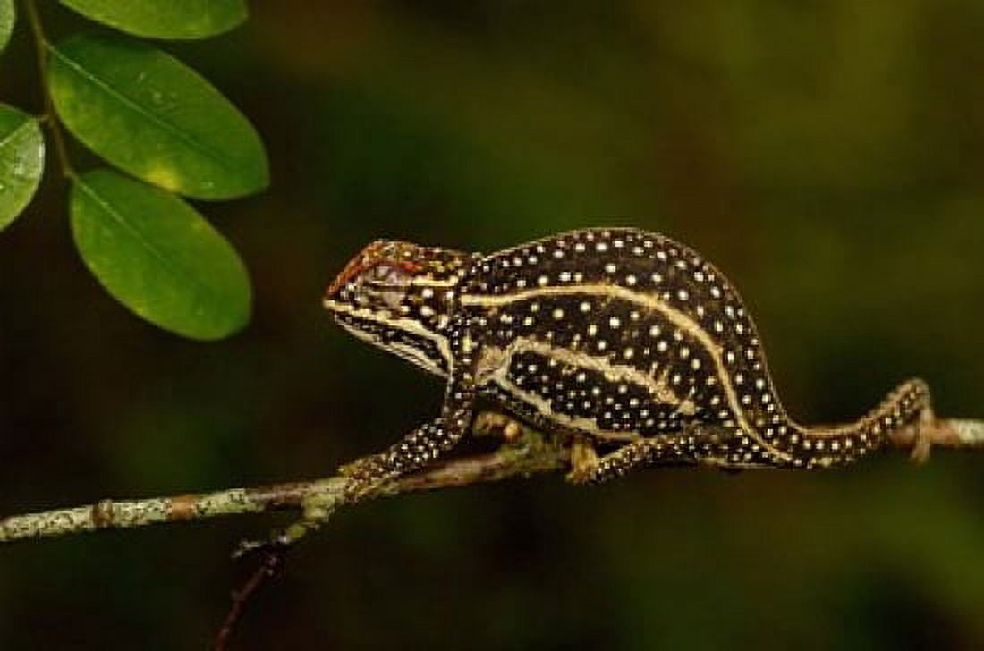 Campans chameleon lizard Madagascar Canvas Art - Pete Oxford DanitaDelimont (38 x 26)