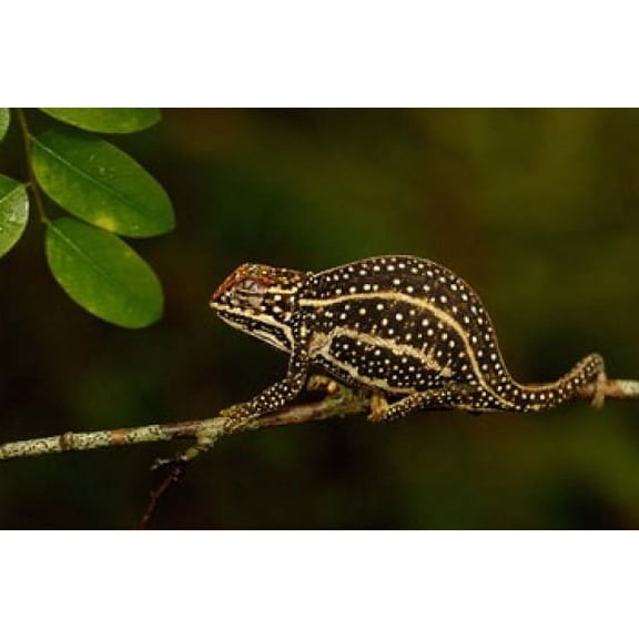 Campans chameleon lizard Madagascar Canvas Art - Pete Oxford DanitaDelimont (38 x 26)