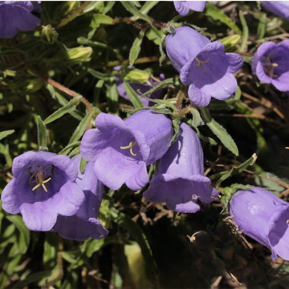 Campanula Rapido Blue Bellflower, 2 Live Perennial Plants in 4 in Pots, Non-GMO