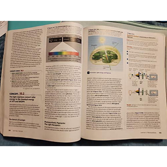 Pre-Owned Campbell Biology, Volume I, 3rd Custom Edition for Valencia College by Jane B. Reece (Paperback)