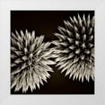thumbnail image 1 of Campbell, Dawn 26x26 White Modern Wood Framed Museum Art Print Titled - Globe Thistles, 1 of 4