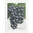 thumbnail image 1 of Campbell's Early Grape Lithograph Framed Art Modern Wall Decor, 1 of 15