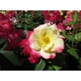 thumbnail image 1 of Campfire Rose, 1 of 1