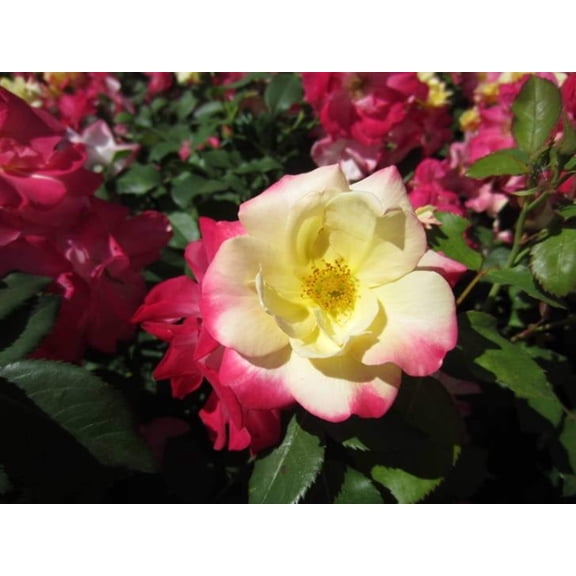 Campfire Rose