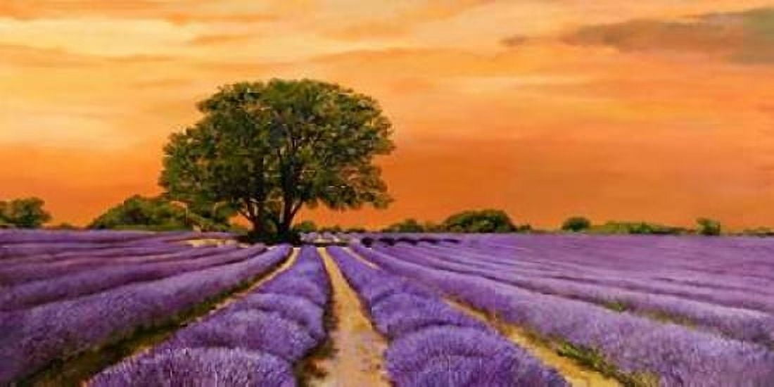 Campo al tramonto Canvas Art - Valerio Sella (24 x 48)