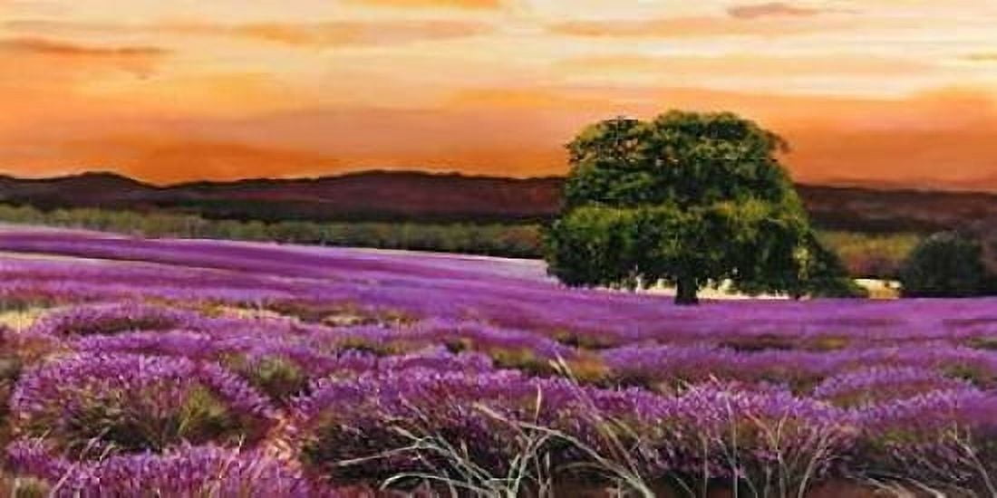 Campo di lavanda Canvas Art - Valerio Sella (10 x 20)