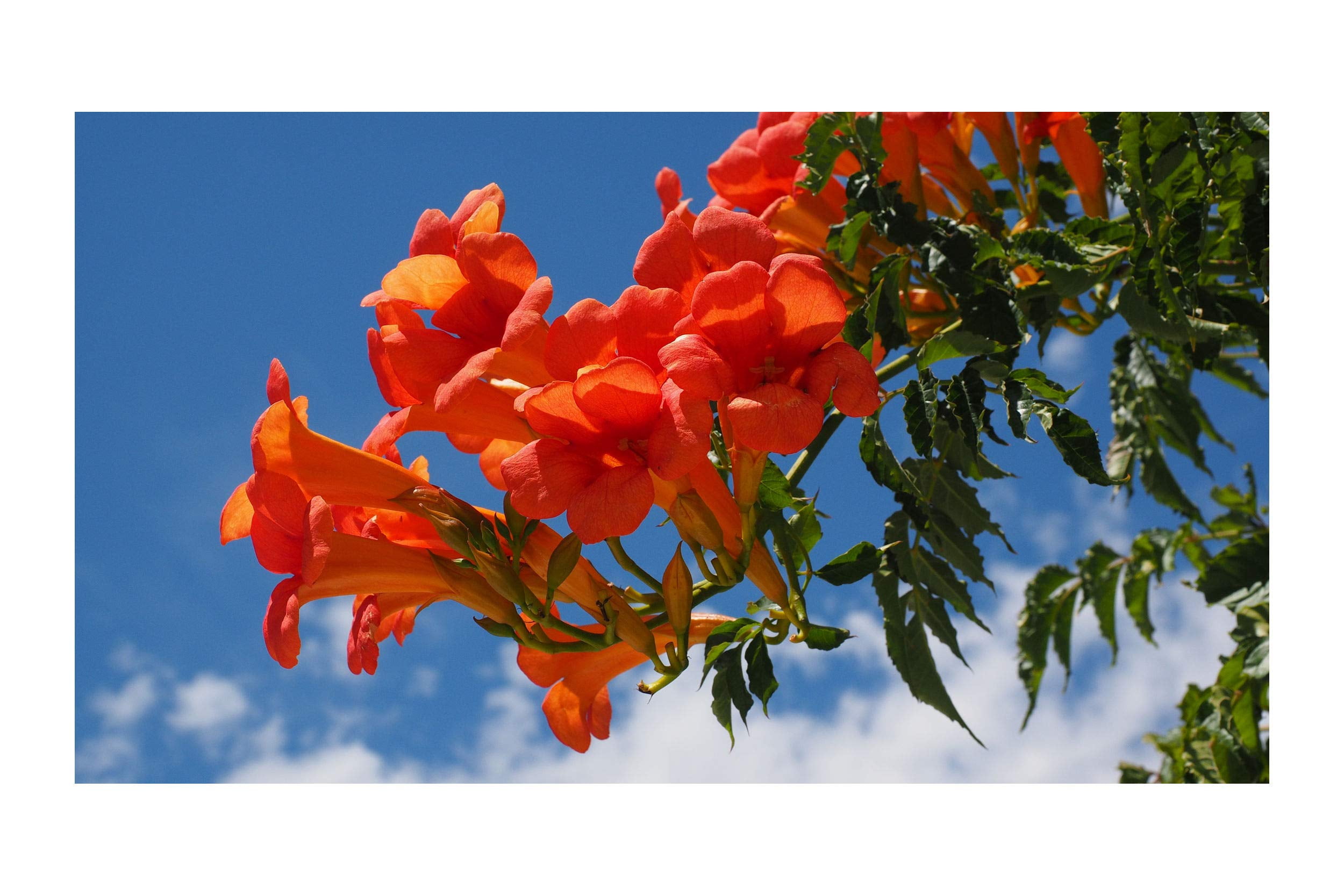 Campsis radicans 10 Seeds Trumpet Vine Hummingbird Vine Orange Trumpet